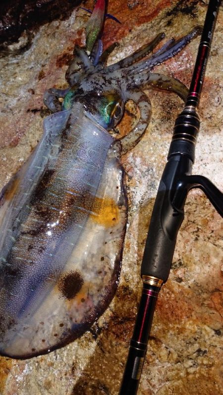 対馬エギング釣果……⑫