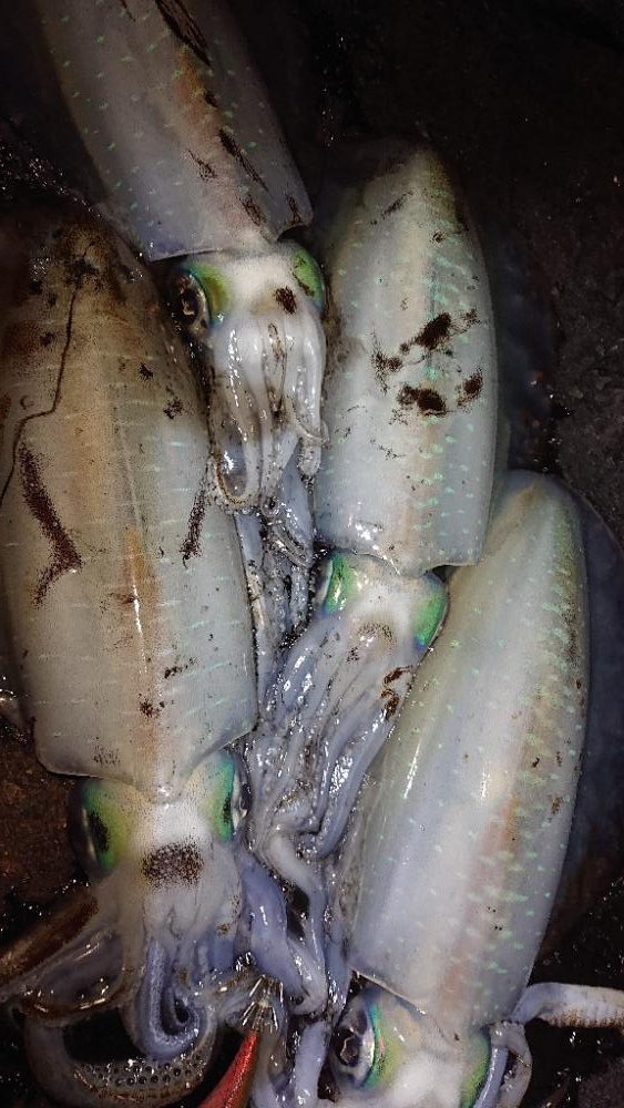 対馬エギング釣果……⑬