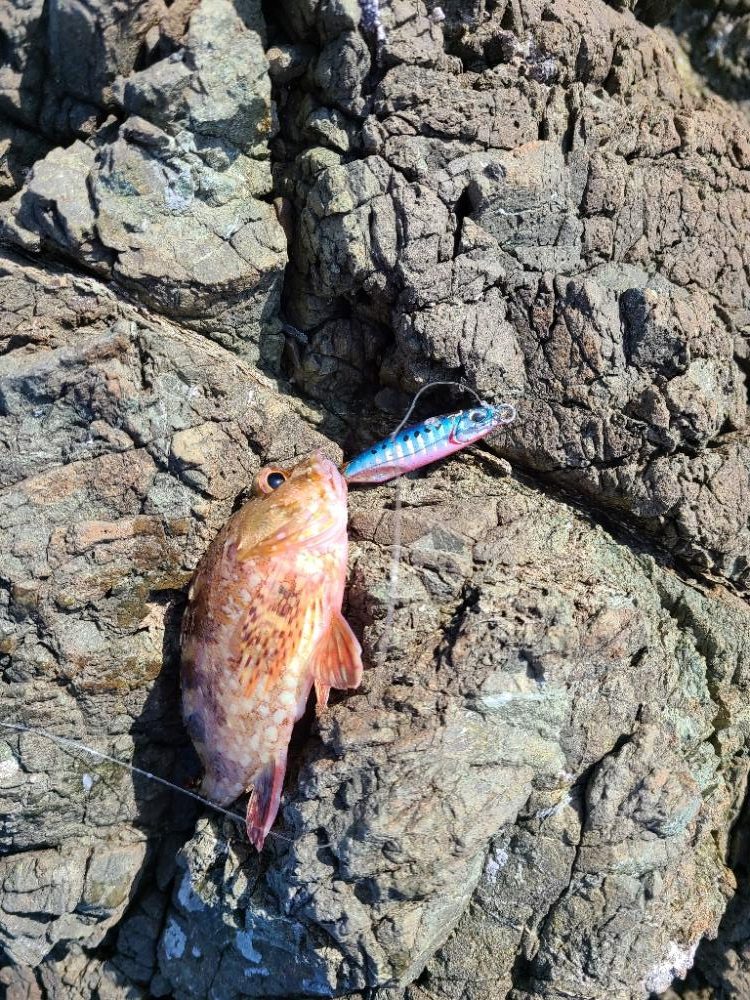 久しぶりのホーム