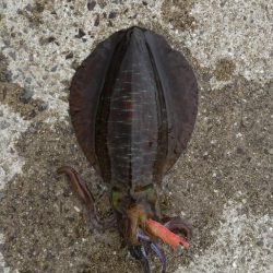 強風の中のエギング