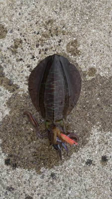 強風の中のエギング