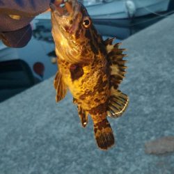 今日もミニマム!泉州メバリング