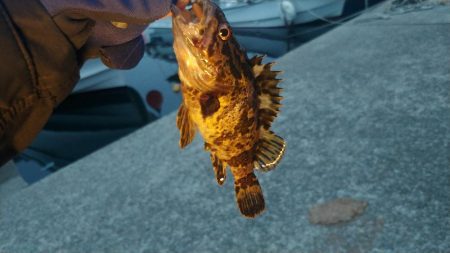 今日もミニマム!泉州メバリング