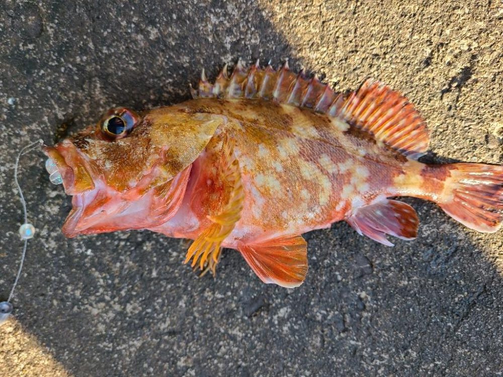 ガッシーは好調