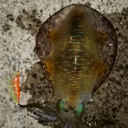 アオリイカエギング