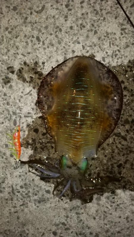 アオリイカエギング