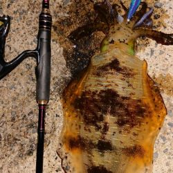 対馬エギング釣果……⑭