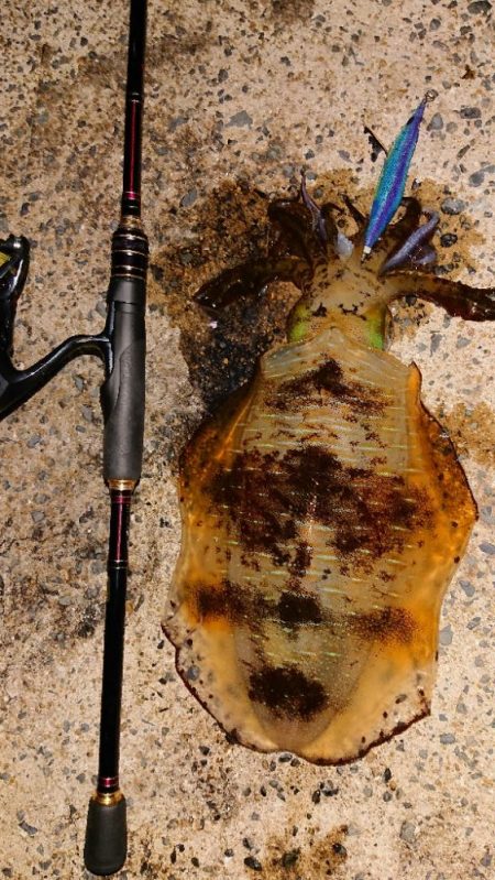 対馬エギング釣果……⑭