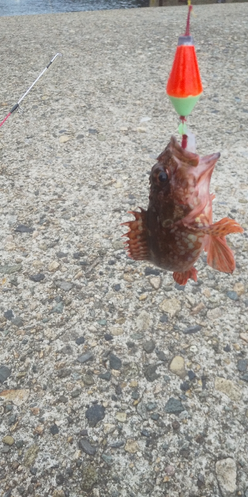 のんびり穴釣り