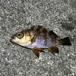 アミパターンメバルを最強アイテムで釣る！