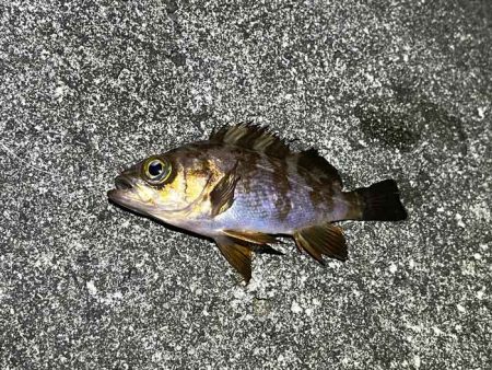 アミパターンメバルを最強アイテムで釣る！