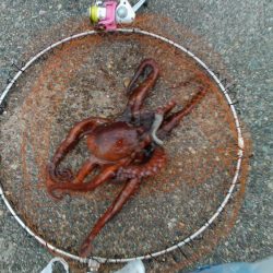 長橋でビックリ！！大物現る