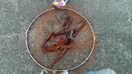 長橋でビックリ！！大物現る