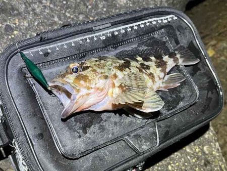 アミパターンメバルをプラッキングで攻略