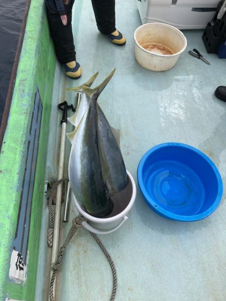 浅川沖でメジロなど