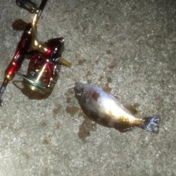 ショートバイト