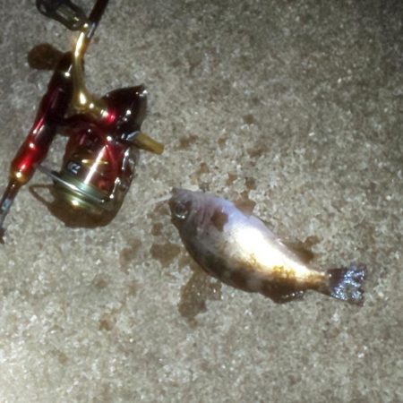 ショートバイト