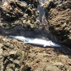 サワラ110cm 1匹釣れました