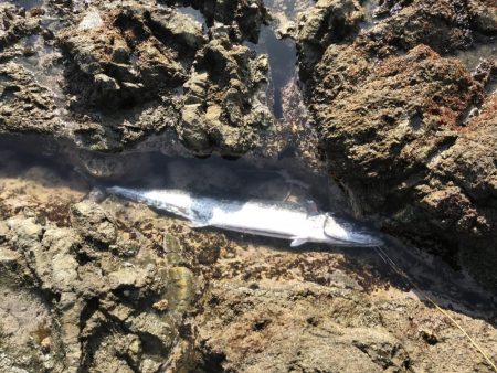 サワラ110cm 1匹釣れました