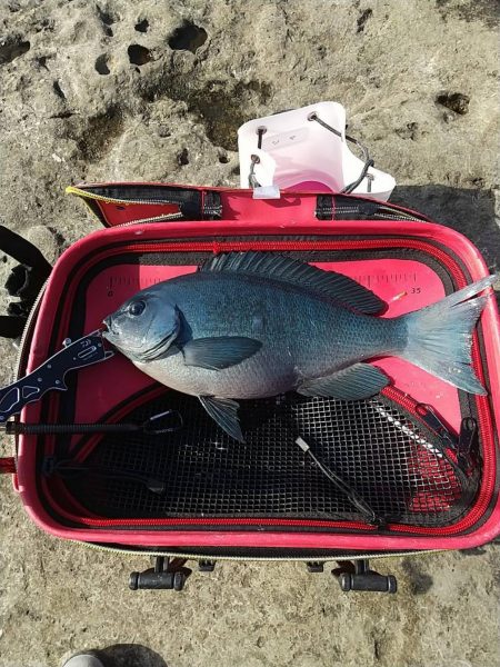 和歌山市江（吉丸渡船）で磯フカセ