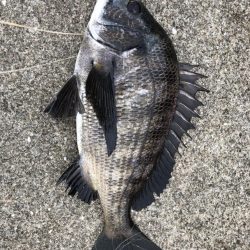 イチノ兄弟、釣果!