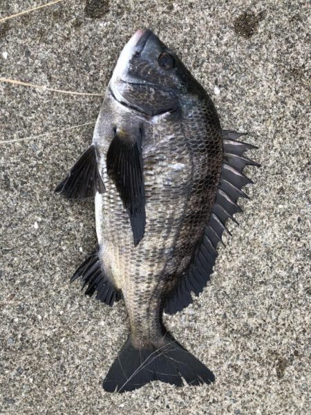 イチノ兄弟、釣果!