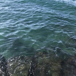 マイクロベイトパターン青物からのフラットさん