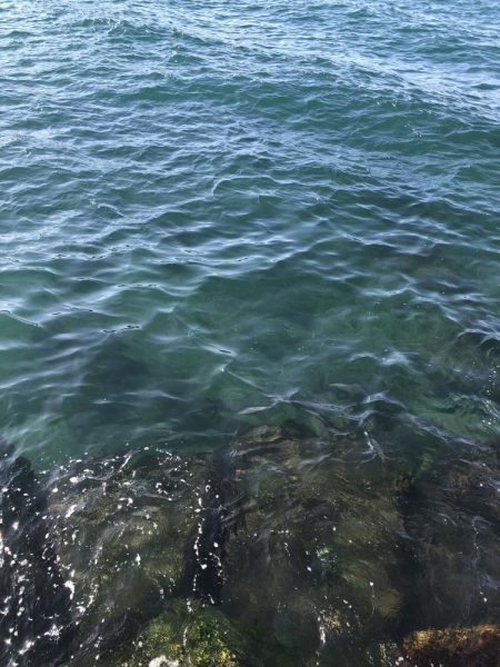 マイクロベイトパターン青物からのフラットさん