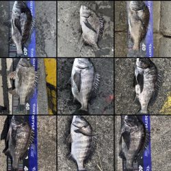 イチノ兄弟、釣果！