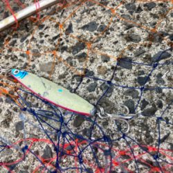 高活性、丸スズキ