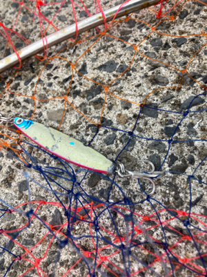 高活性、丸スズキ