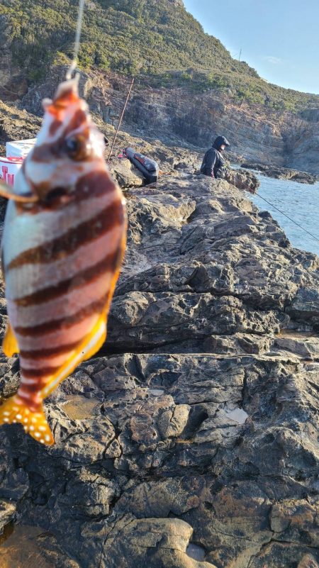 和歌山市江（吉丸渡船）で磯フカセ