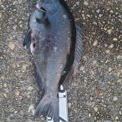 和歌山市江(吉丸渡船)で磯フカセ