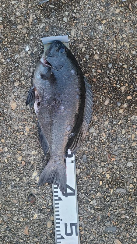 和歌山市江(吉丸渡船)で磯フカセ