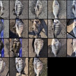 イチノ兄弟、釣果!