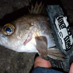 夕食後に少しメバリング