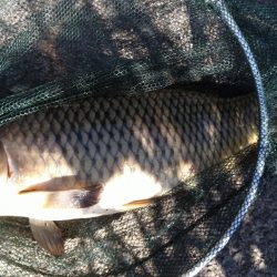 バラシ連発後、執念の1匹