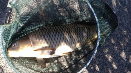 バラシ連発後、執念の1匹