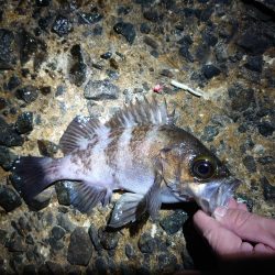 久しぶりのメバリング