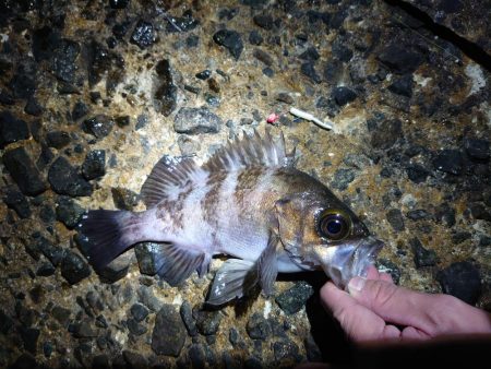 久しぶりのメバリング