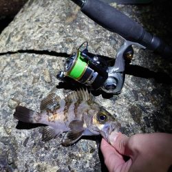 メバリングリベンジ