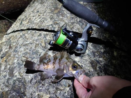 メバリングリベンジ