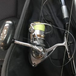 サビキでマイワシ大漁