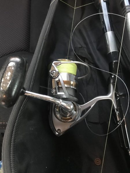 サビキでマイワシ大漁