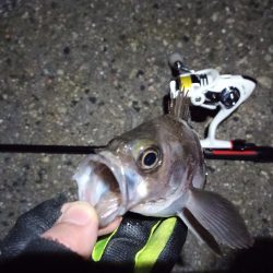 2022/02/03 南港ライトゲーム釣行