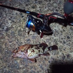 2022/02/07 南港ライトゲーム釣行