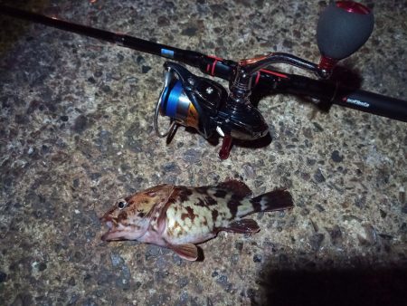 2022/02/07 南港ライトゲーム釣行