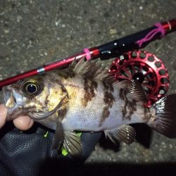 2022/02/12 南港ヘチ釣り