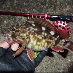 2022/02/20 南港ヘチ釣り釣行