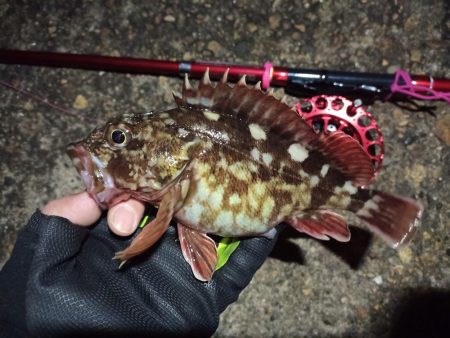 2022/02/20 南港ヘチ釣り釣行